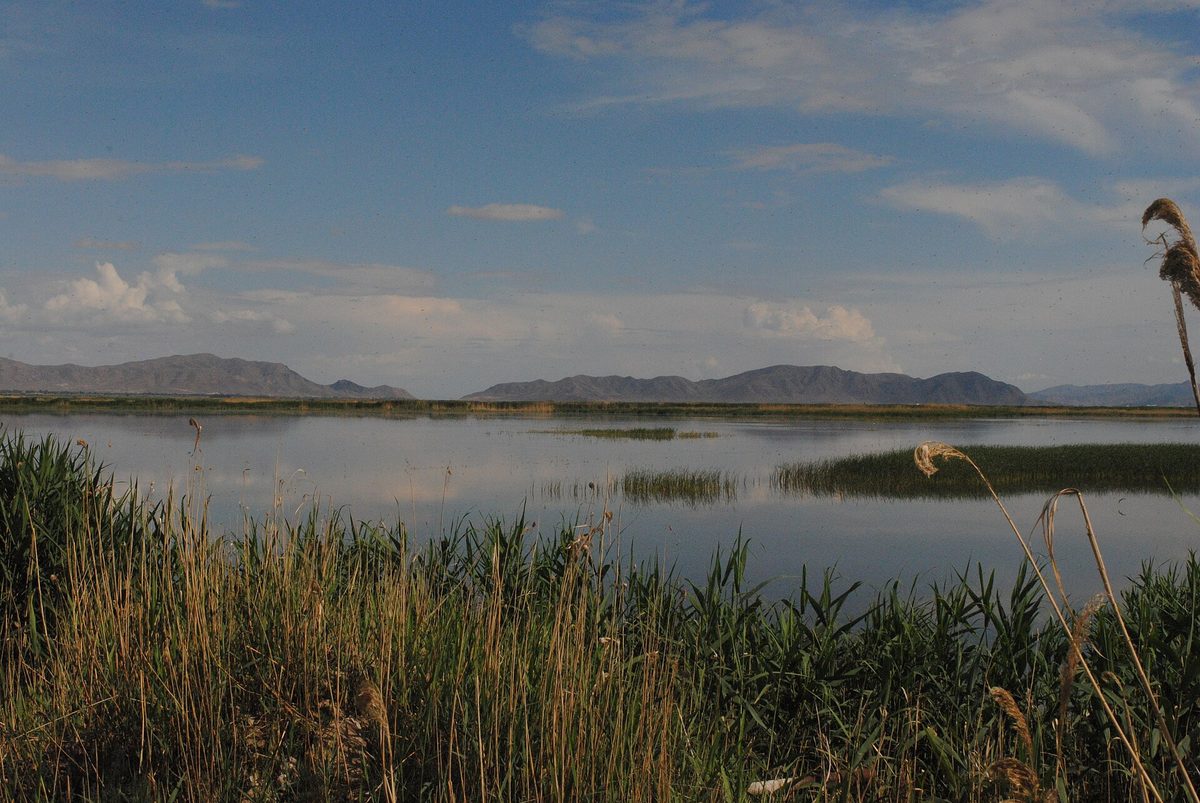 Արմաշի կարևորագույն թռչնաբանական տարածք