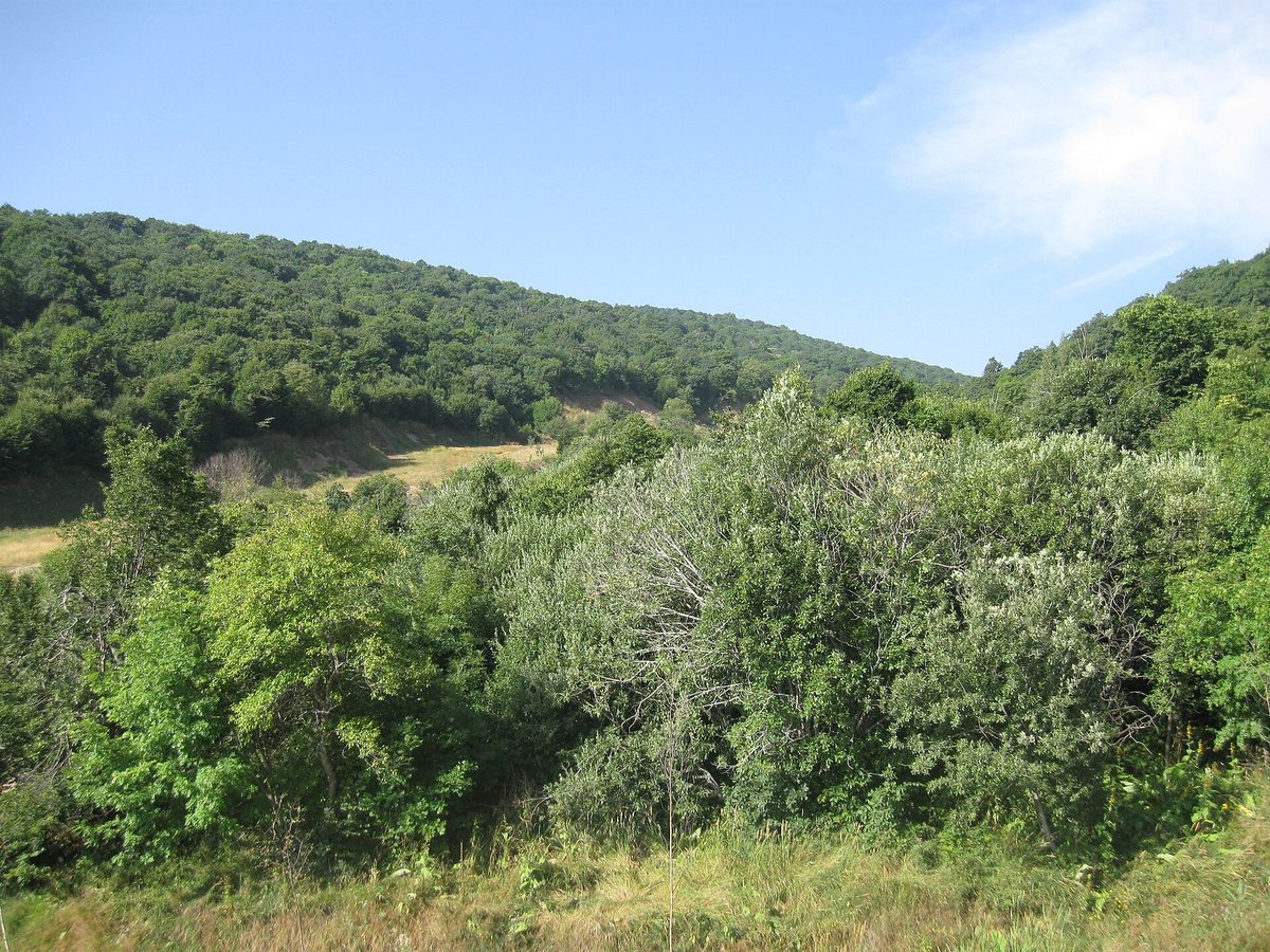 Բանքսի սոճու արգելավայր