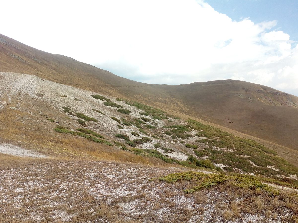 Դալար