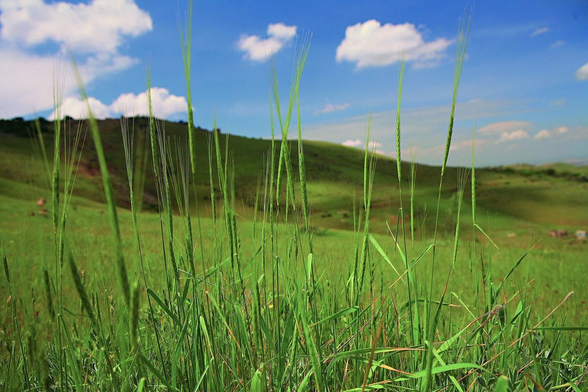 Էրեբունի արգելոց