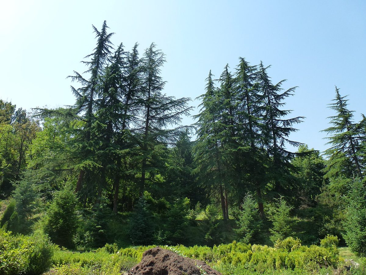 Ijevan Arboretum