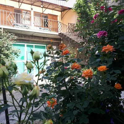 Իրիս
