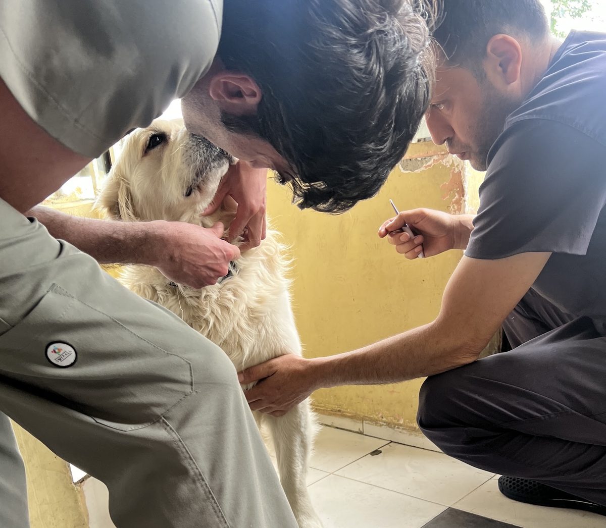 Oscar Vet Vetclinic — Health, Yerevan