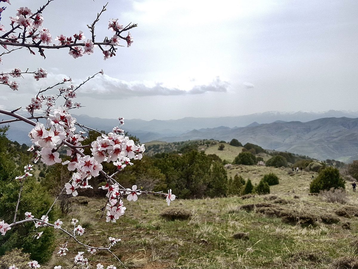 Պահակասար