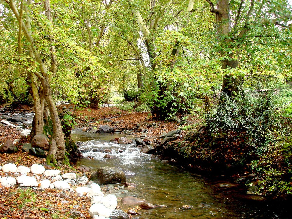 Սոսու պուրակ արգելավայր